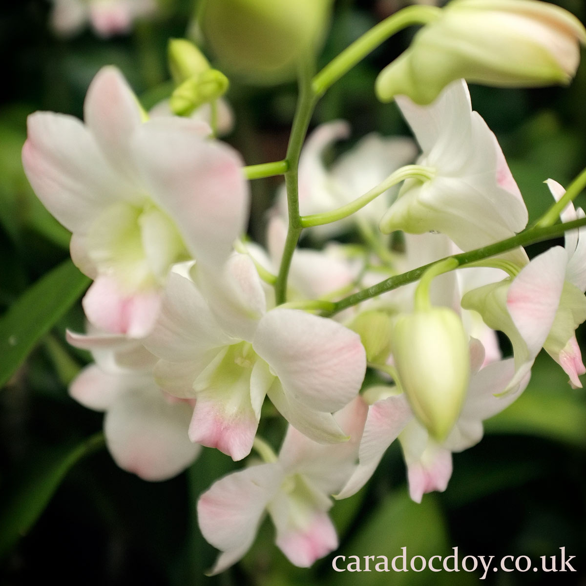 Flowering pale pink orchid in the National Orchid Garden of the Singapore Botanical Gardens