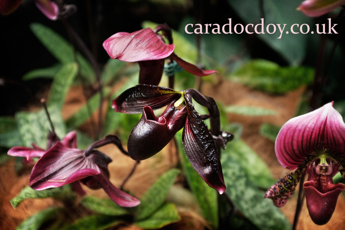 Orchid flower in the National Orchid Garden of the Singapore Botanic Gardens