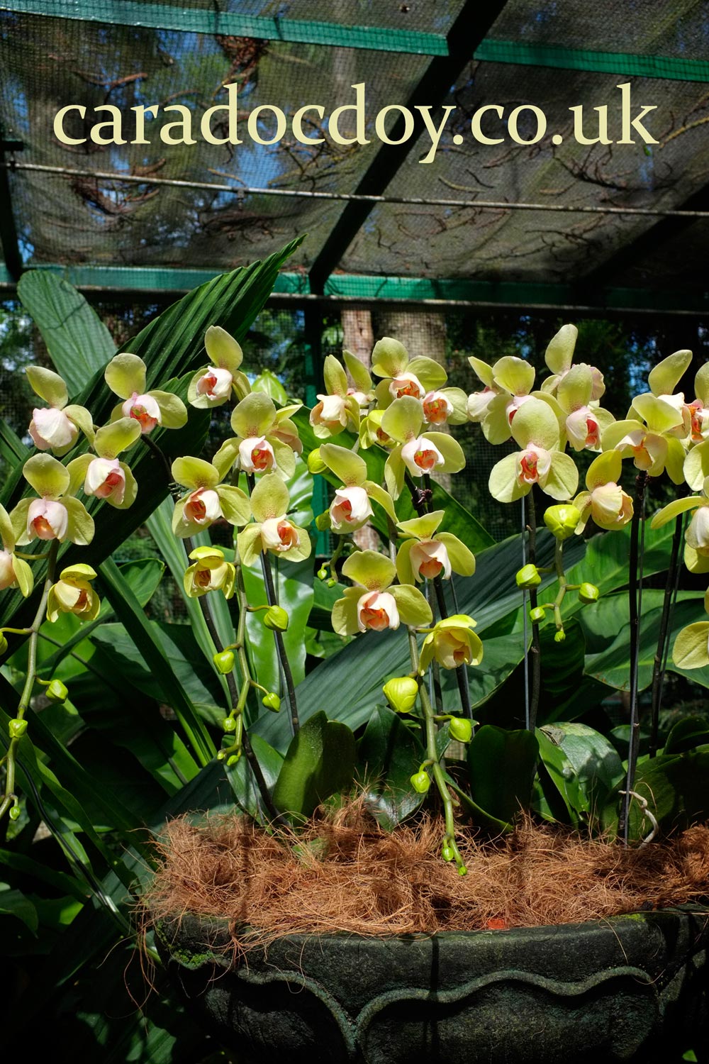 Orchid cultivation in a greenhouse at the National Orchid Garden of the Singapore Botanic Gardens